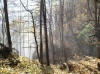 Nebel im Wald